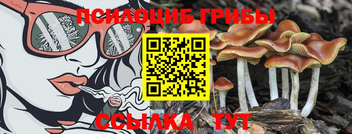 Галлюциногенные грибы Psilocybe  Шумерля 