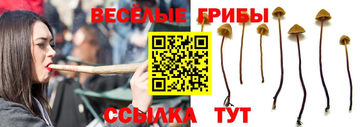Псилоцибиновые грибы Cubensis Шумерля